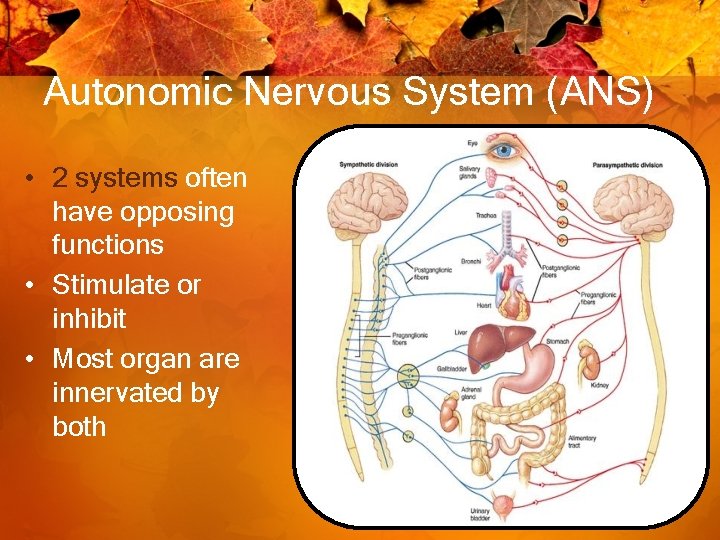 Autonomic Nervous System (ANS) • 2 systems often have opposing functions • Stimulate or