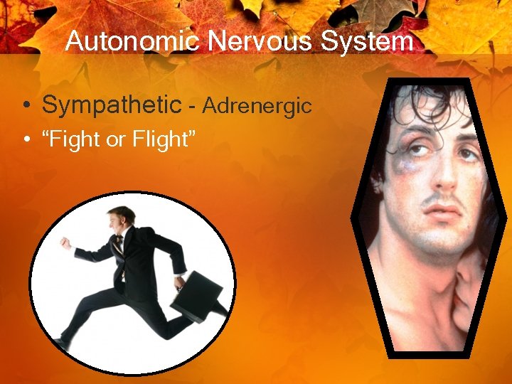 Autonomic Nervous System • Sympathetic - Adrenergic • “Fight or Flight” 