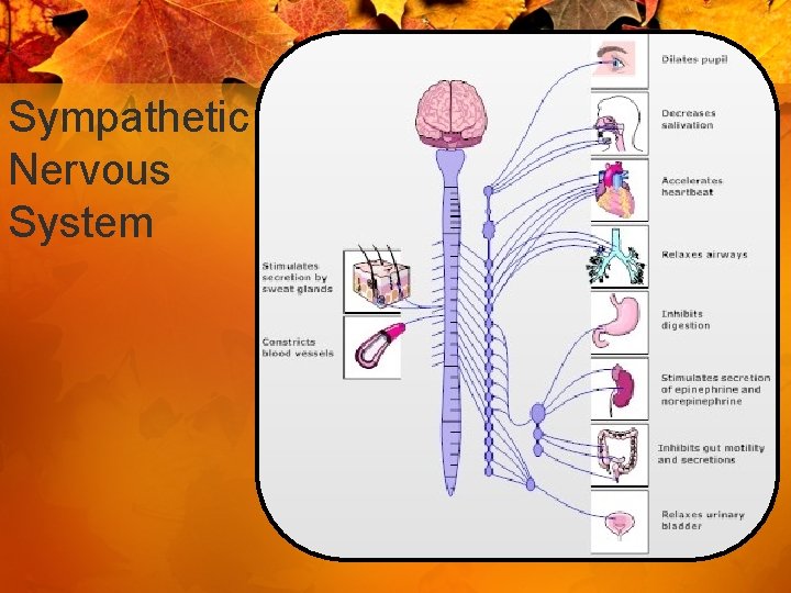 Sympathetic Nervous System 
