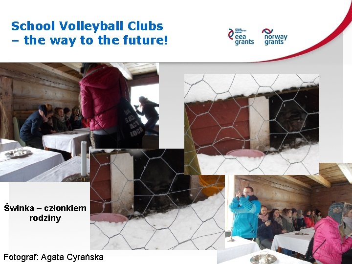 School Volleyball Clubs – the way to the future! Świnka – członkiem rodziny Fotograf: