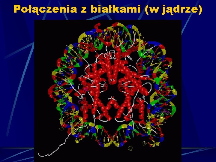 Połączenia z białkami (w jądrze) 