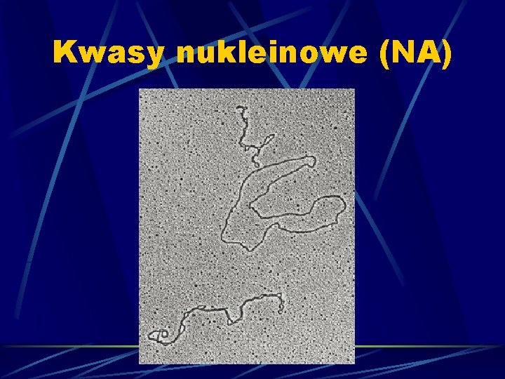 Kwasy nukleinowe (NA) 