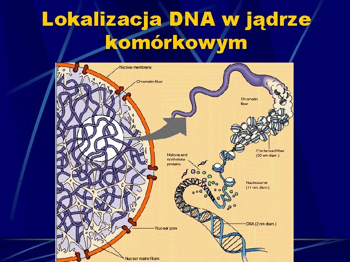 Lokalizacja DNA w jądrze komórkowym 