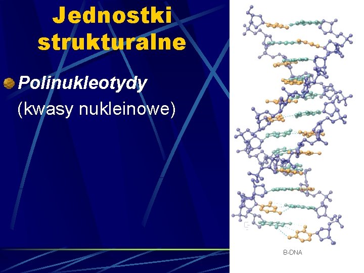 Jednostki strukturalne Polinukleotydy (kwasy nukleinowe) 