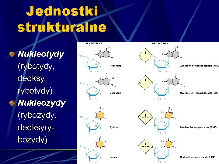 Jednostki strukturalne Nukleotydy (rybotydy, deoksyrybotydy) Nukleozydy (rybozydy, deoksyrybozydy) 