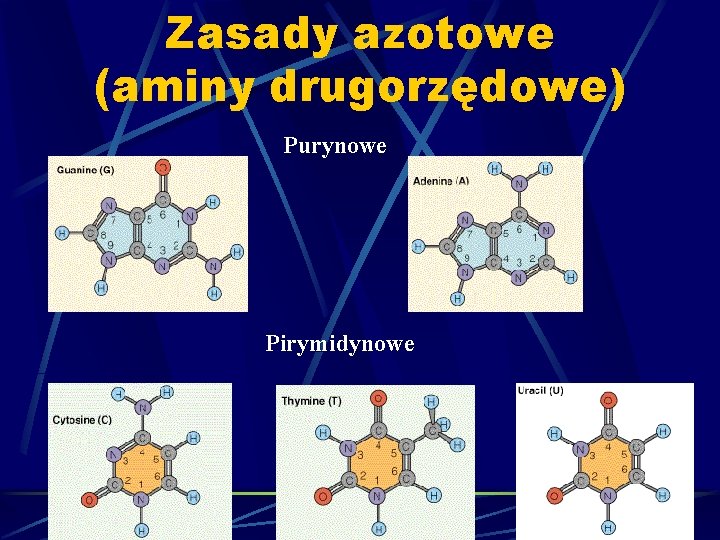 Zasady azotowe (aminy drugorzędowe) Purynowe Pirymidynowe 