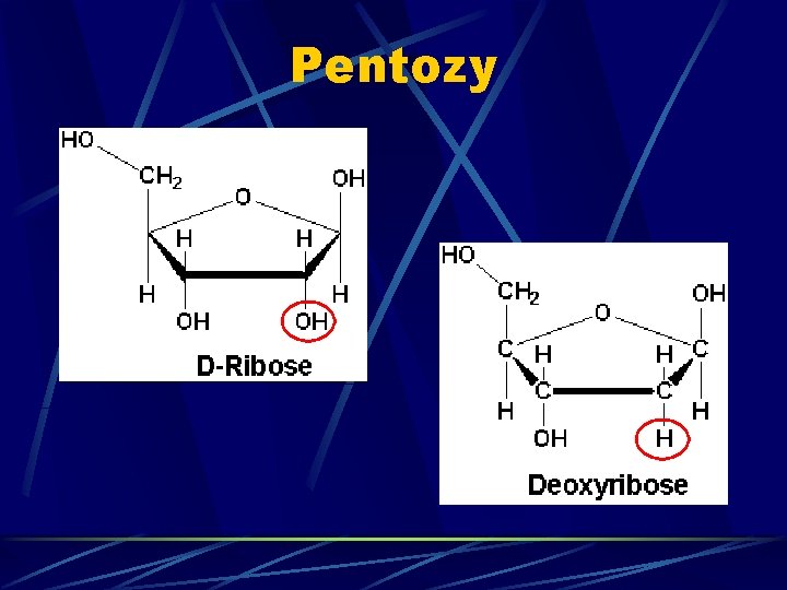 Pentozy 