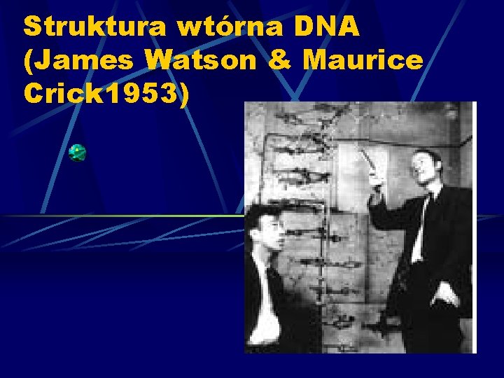 Struktura wtórna DNA (James Watson & Maurice Crick 1953) 