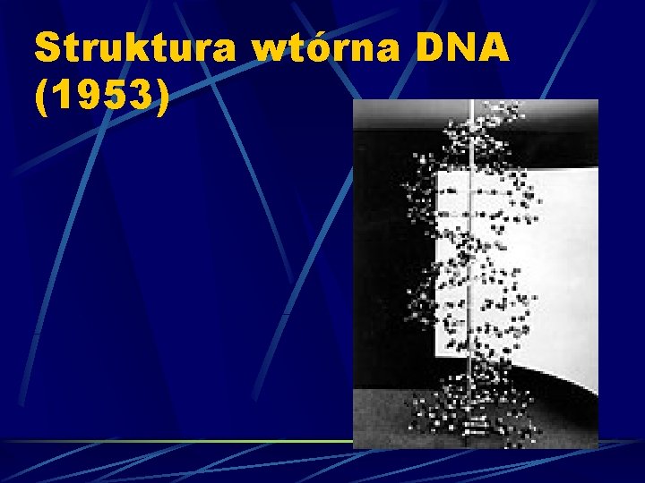 Struktura wtórna DNA (1953) 