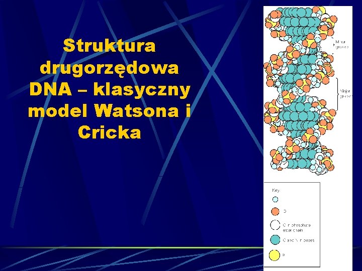 Struktura drugorzędowa DNA – klasyczny model Watsona i Cricka 