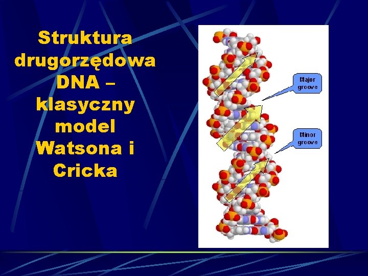 Struktura drugorzędowa DNA – klasyczny model Watsona i Cricka 