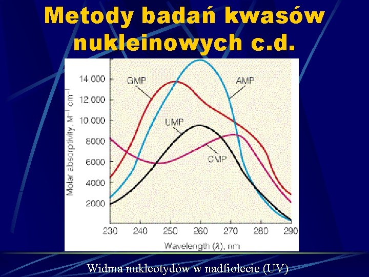 Metody badań kwasów nukleinowych c. d. Widma nukleotydów w nadfiolecie (UV) 