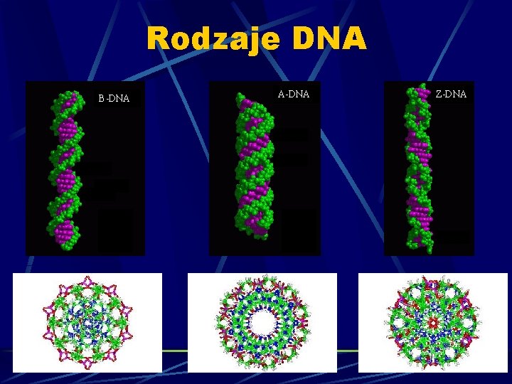 Rodzaje DNA B-DNA A-DNA Z-DNA 
