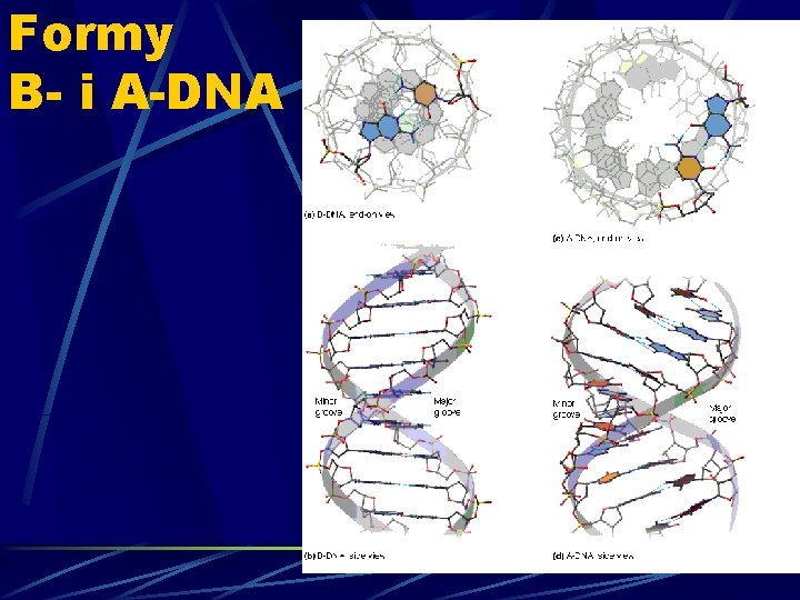 Formy B- i A-DNA 