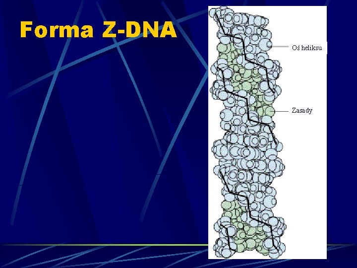 Forma Z-DNA Oś heliksu Zasady 