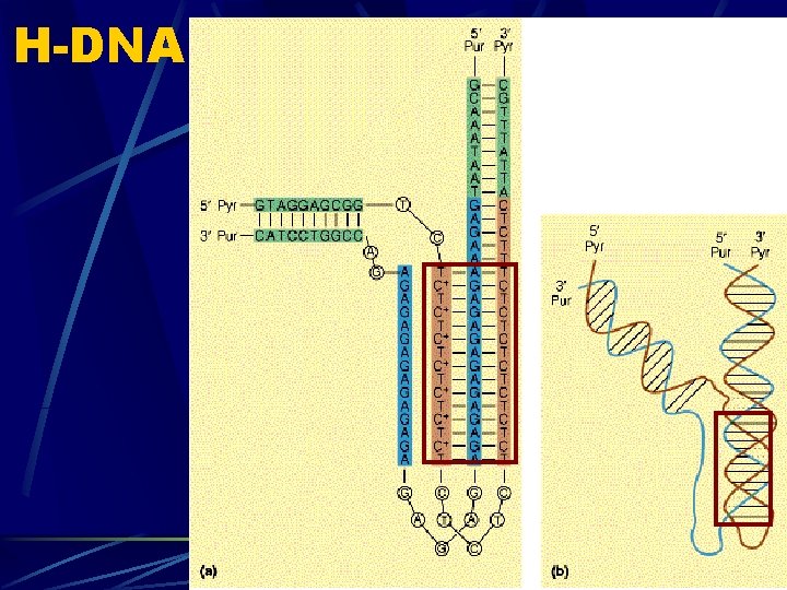 H-DNA 