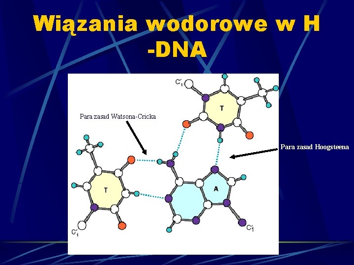 Wiązania wodorowe w H -DNA Para zasad Watsona-Cricka Para zasad Hoogsteena 