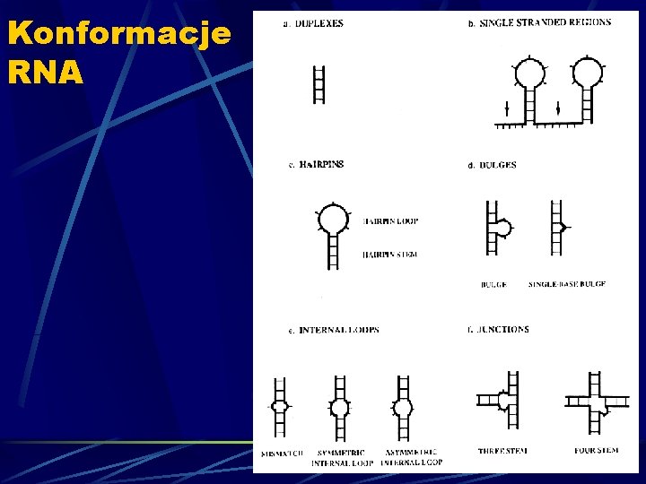 Konformacje RNA 