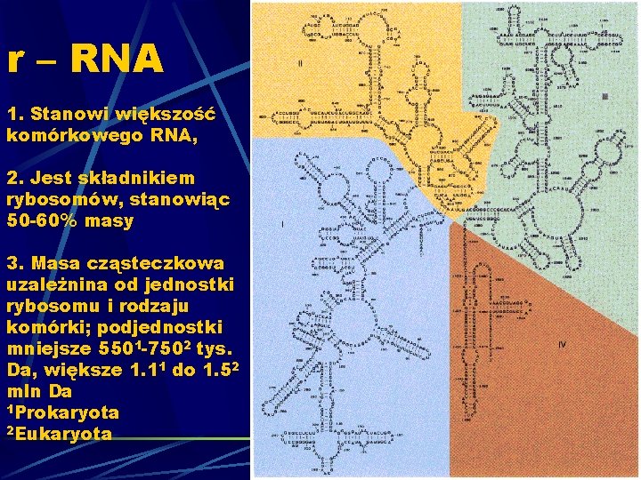 r – RNA 1. Stanowi większość komórkowego RNA, 2. Jest składnikiem rybosomów, stanowiąc 50