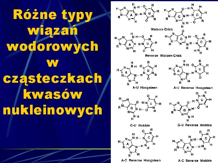 Różne typy wiązań wodorowych w cząsteczkach kwasów nukleinowych 