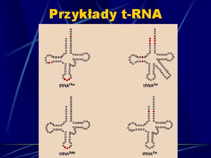 Przykłady t-RNA 