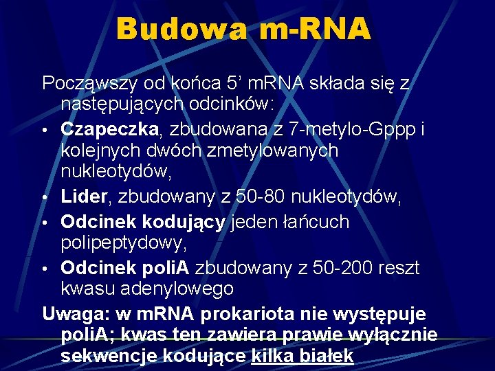 Budowa m-RNA Począwszy od końca 5’ m. RNA składa się z następujących odcinków: •