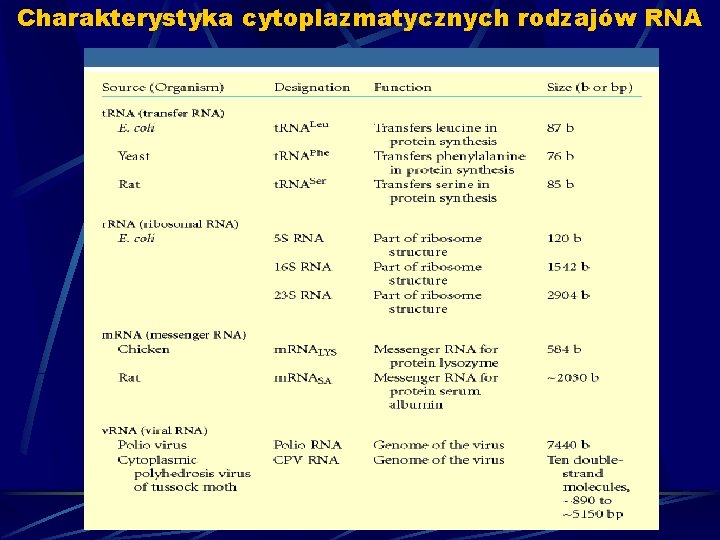 Charakterystyka cytoplazmatycznych rodzajów RNA 