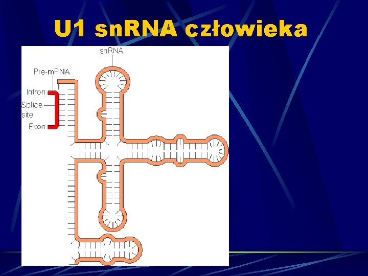 U 1 sn. RNA człowieka 