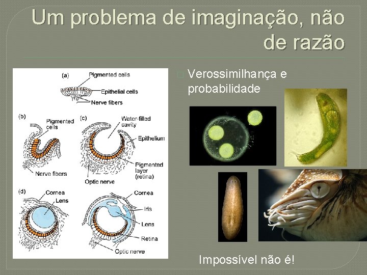 Um problema de imaginação, não de razão � Verossimilhança e probabilidade Impossível não é!