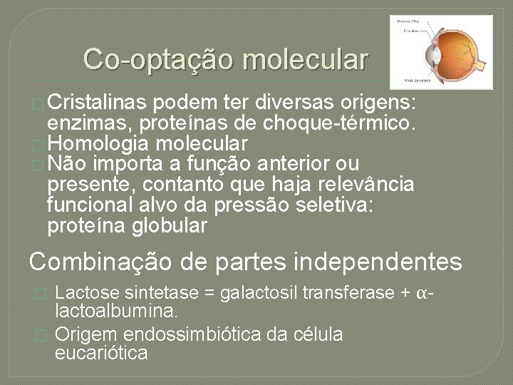 Co-optação molecular � Cristalinas podem ter diversas origens: enzimas, proteínas de choque-térmico. � Homologia