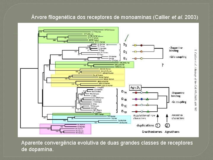 Árvore filogenética dos receptores de monoaminas (Callier et al. 2003) Aparente convergência evolutiva de