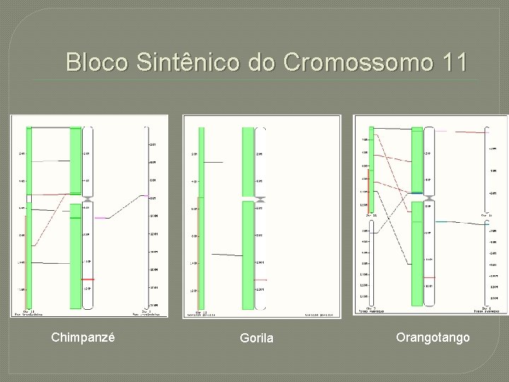 Bloco Sintênico do Cromossomo 11 Chimpanzé Gorila Orangotango 