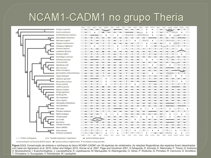 NCAM 1 -CADM 1 no grupo Theria 