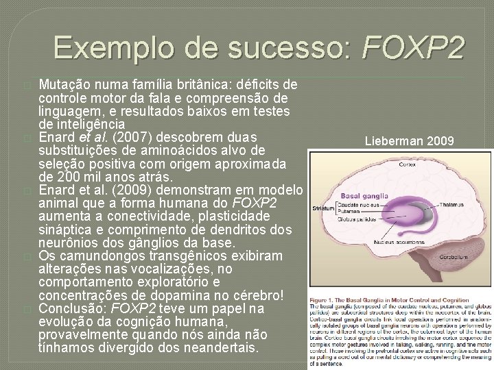 Exemplo de sucesso: FOXP 2 � � � Mutação numa família britânica: déficits de