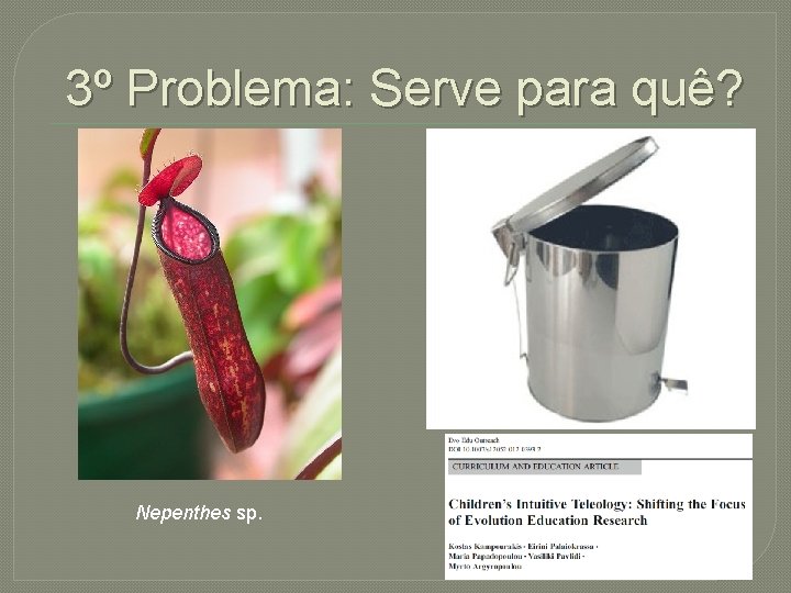 3º Problema: Serve para quê? Nepenthes sp. 