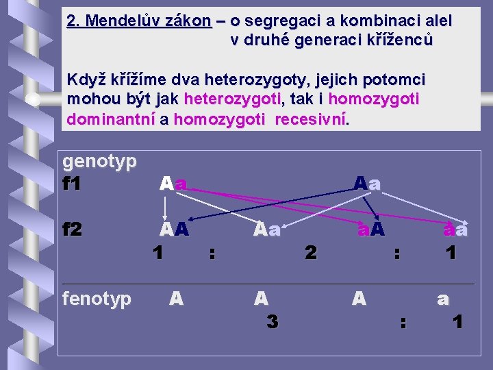 2. Mendelův zákon – o segregaci a kombinaci alel v druhé generaci kříženců Když