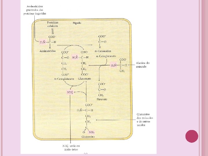 BIOSSINTESE E OXIDAO DE AMINOCIDOS CATABOLISMO DOS AMINOCIDOS