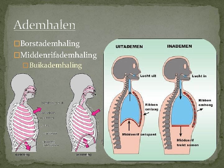 Ademhalen �Borstademhaling �Middenrifademhaling � Buikademhaling 