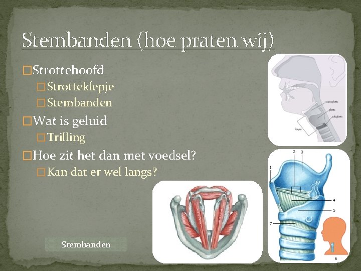Stembanden (hoe praten wij) �Strottehoofd � Strotteklepje � Stembanden �Wat is geluid � Trilling