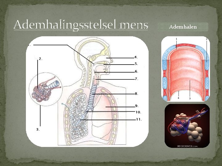 Ademhalingsstelsel mens Ademhalen 