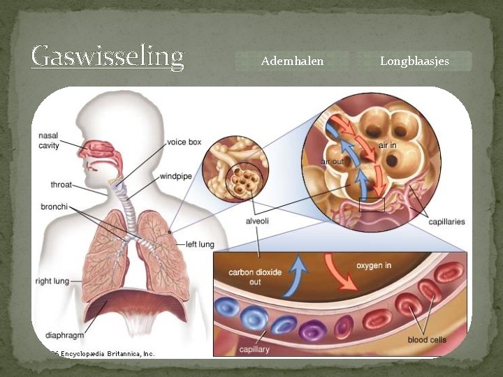 Gaswisseling Ademhalen Longblaasjes 