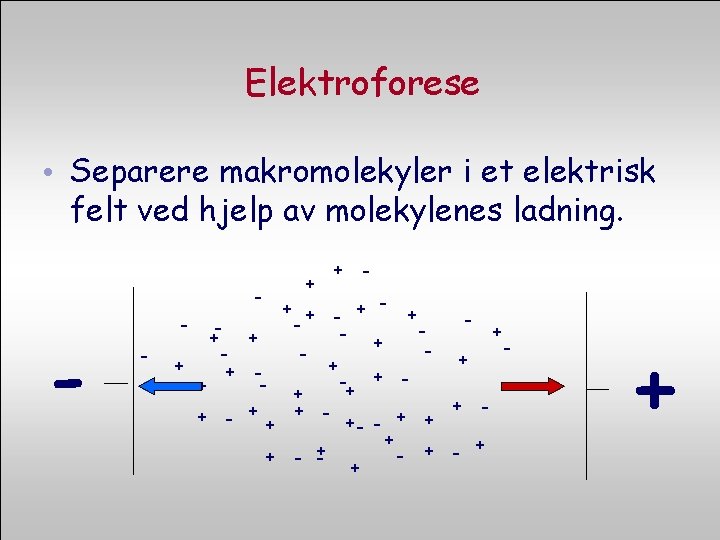 Elektroforese • Separere makromolekyler i et elektrisk felt ved hjelp av molekylenes ladning. -