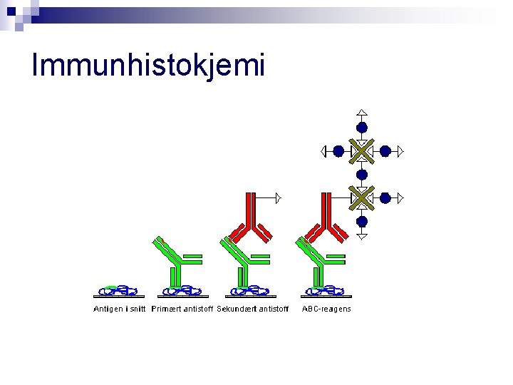 Immunhistokjemi 