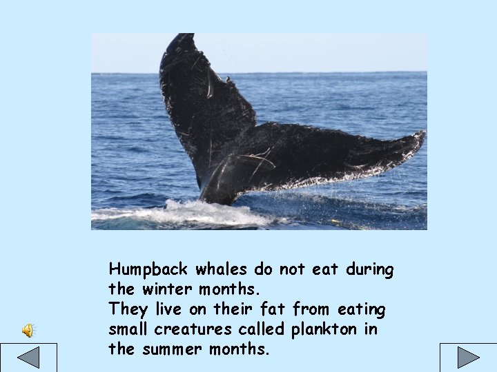 Humpback whales do not eat during the winter months. They live on their fat