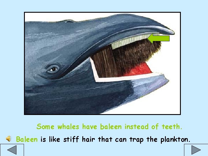 Some whales have baleen instead of teeth. Baleen is like stiff hair that can