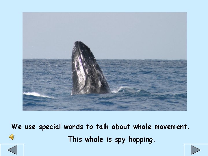 We use special words to talk about whale movement. This whale is spy hopping.