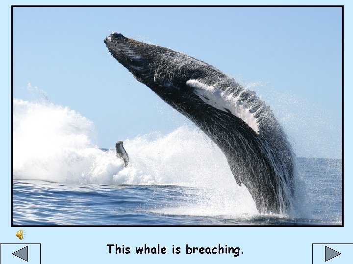 This whale is breaching. 