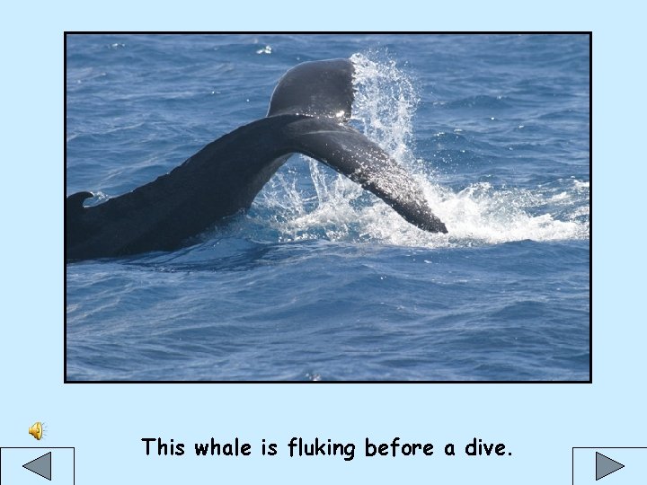 This whale is fluking before a dive. 