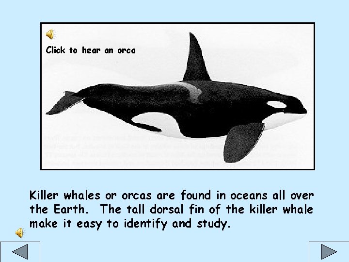 Click to hear an orca Killer whales or orcas are found in oceans all