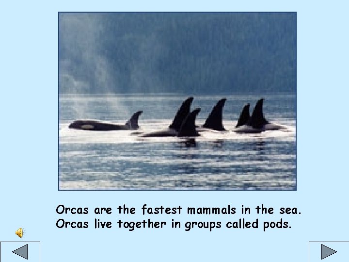  Orcas are the fastest mammals in the sea. Orcas live together in groups